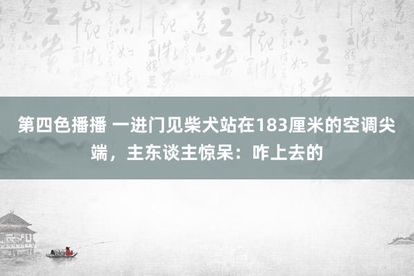 第四色播播 一进门见柴犬站在183厘米的空调尖端，主东谈主惊呆：咋上去的