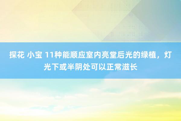 探花 小宝 11种能顺应室内亮堂后光的绿植，灯光下或半阴处可以正常滋长